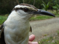 Campylorhynchus griseus