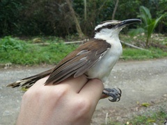 Campylorhynchus griseus