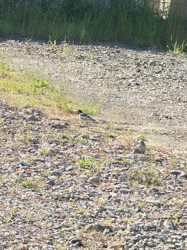 Black-backed Wagtail