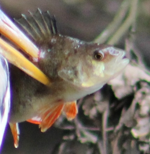 Perca fluviatilis