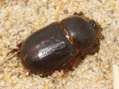 Temnorhynchus