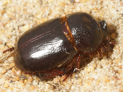 Temnorhynchus