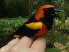 Icterus auricapillus