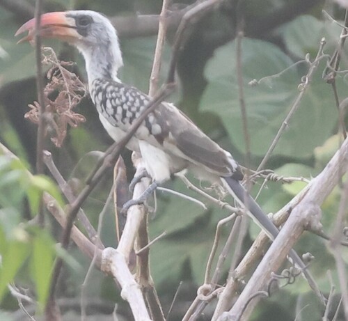 Western Red-billed Hornbill