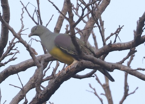 Bruce's Green-Pigeon