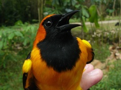 Icterus auricapillus