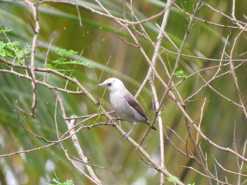 Principe Speirops (Zosterops leucophaeus), photo 8