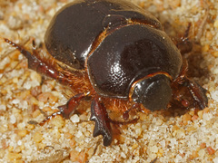 Temnorhynchus