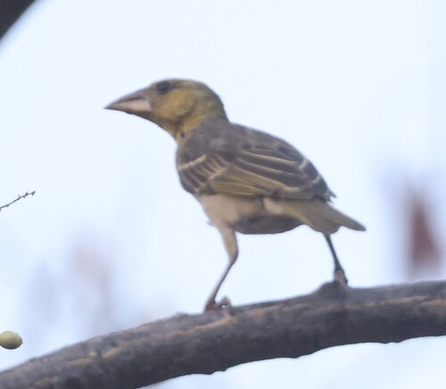 Village Weaver