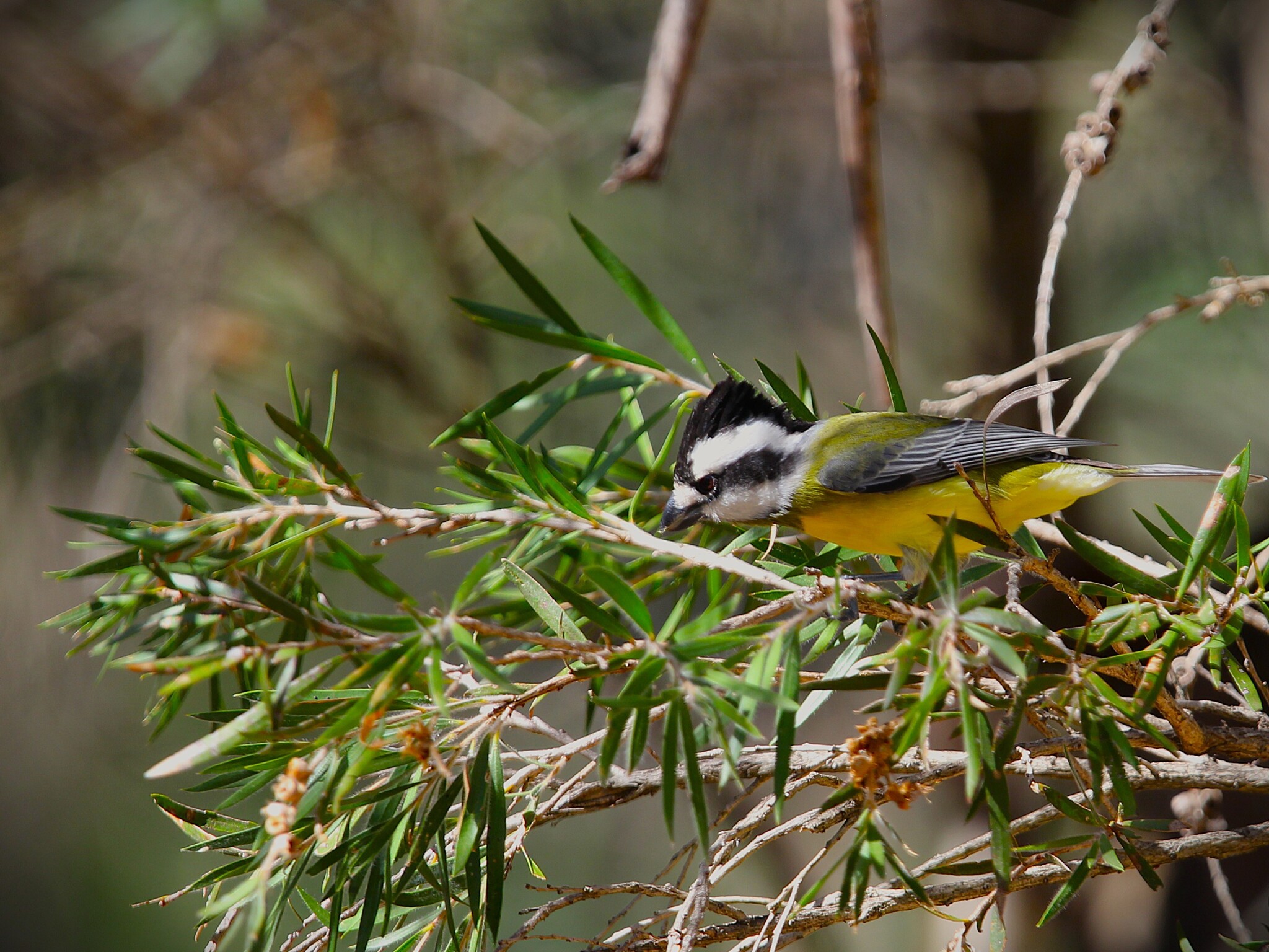 Eastern Shriketit (Falcunculus frontatus), photo 8