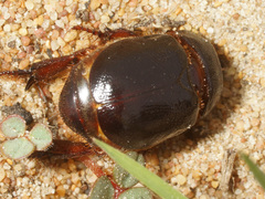 Temnorhynchus