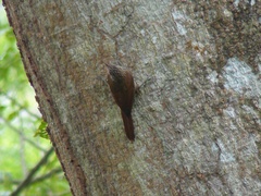 Lepidocolaptes souleyetii