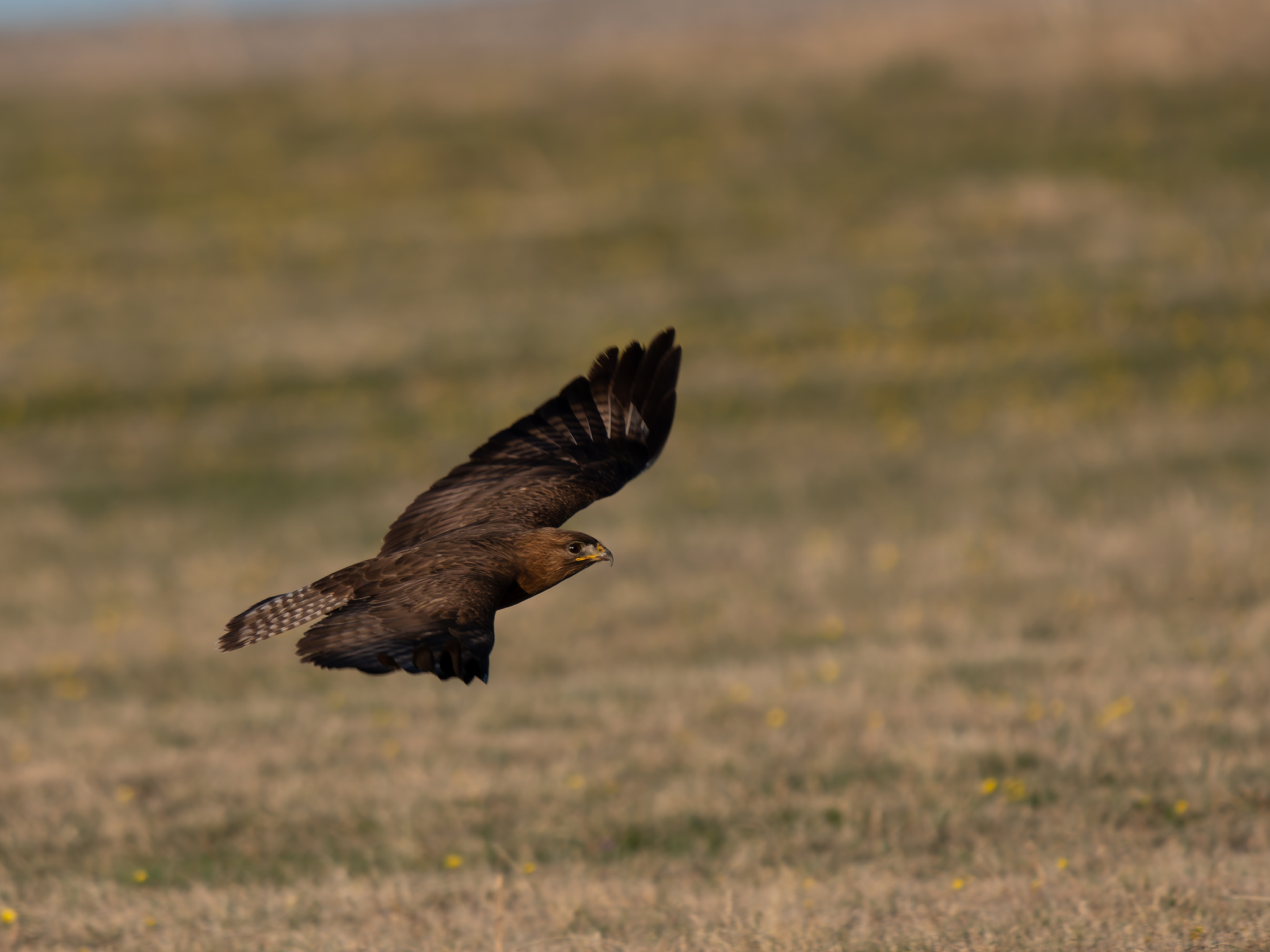 Upland Buzzard (Buteo hemilasius), photo 4