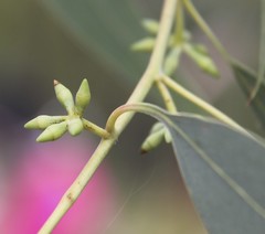 Eucalyptus dealbata