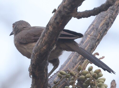 Brown Babbler