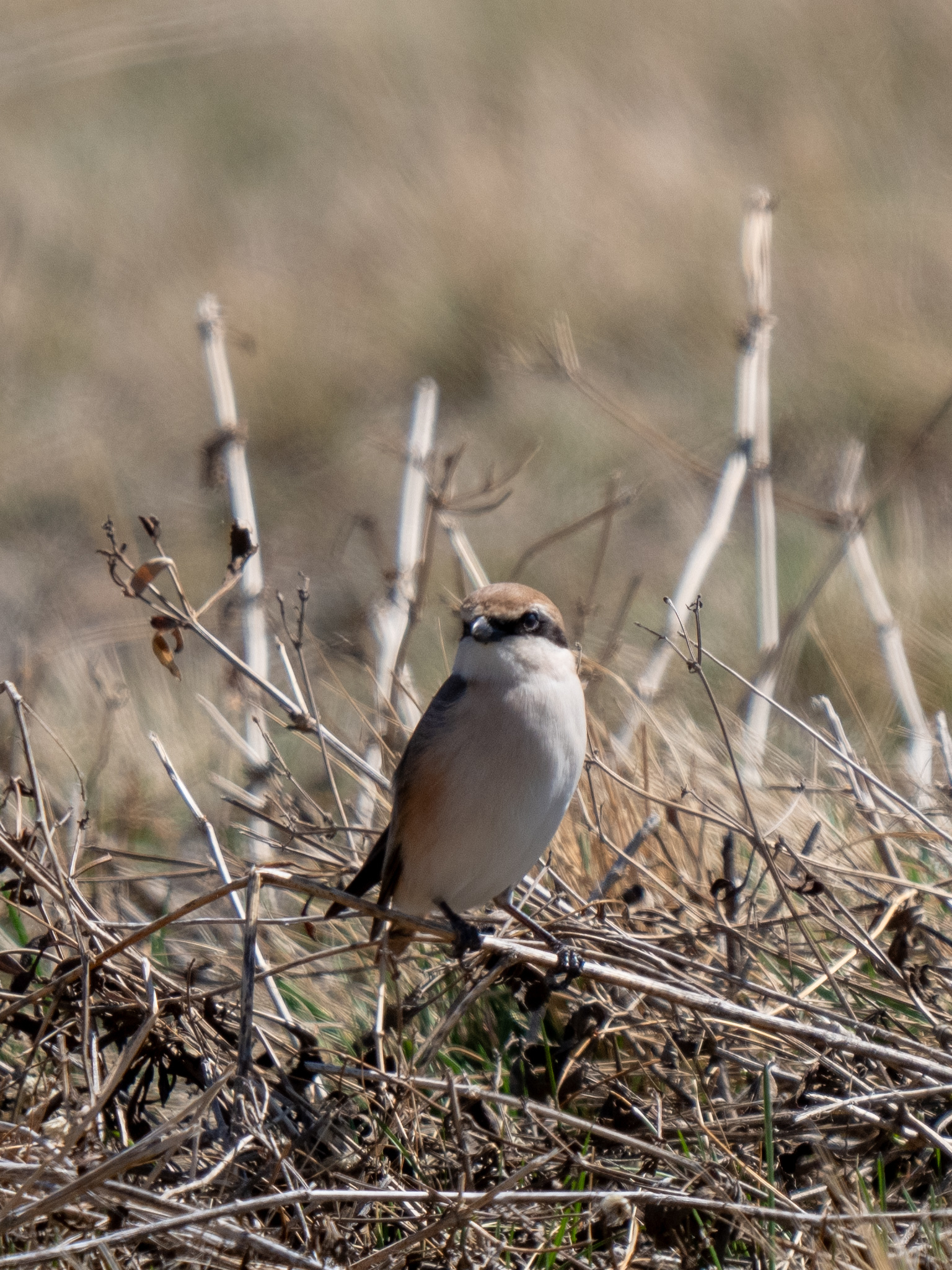 Isabelline Shrike (Lanius isabellinus), photo 3
