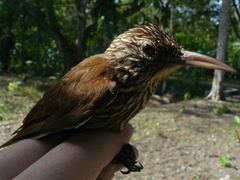 Lepidocolaptes souleyetii