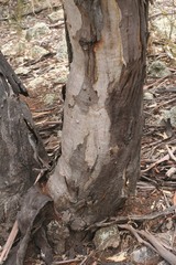 Eucalyptus dealbata