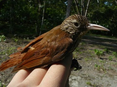 Lepidocolaptes souleyetii