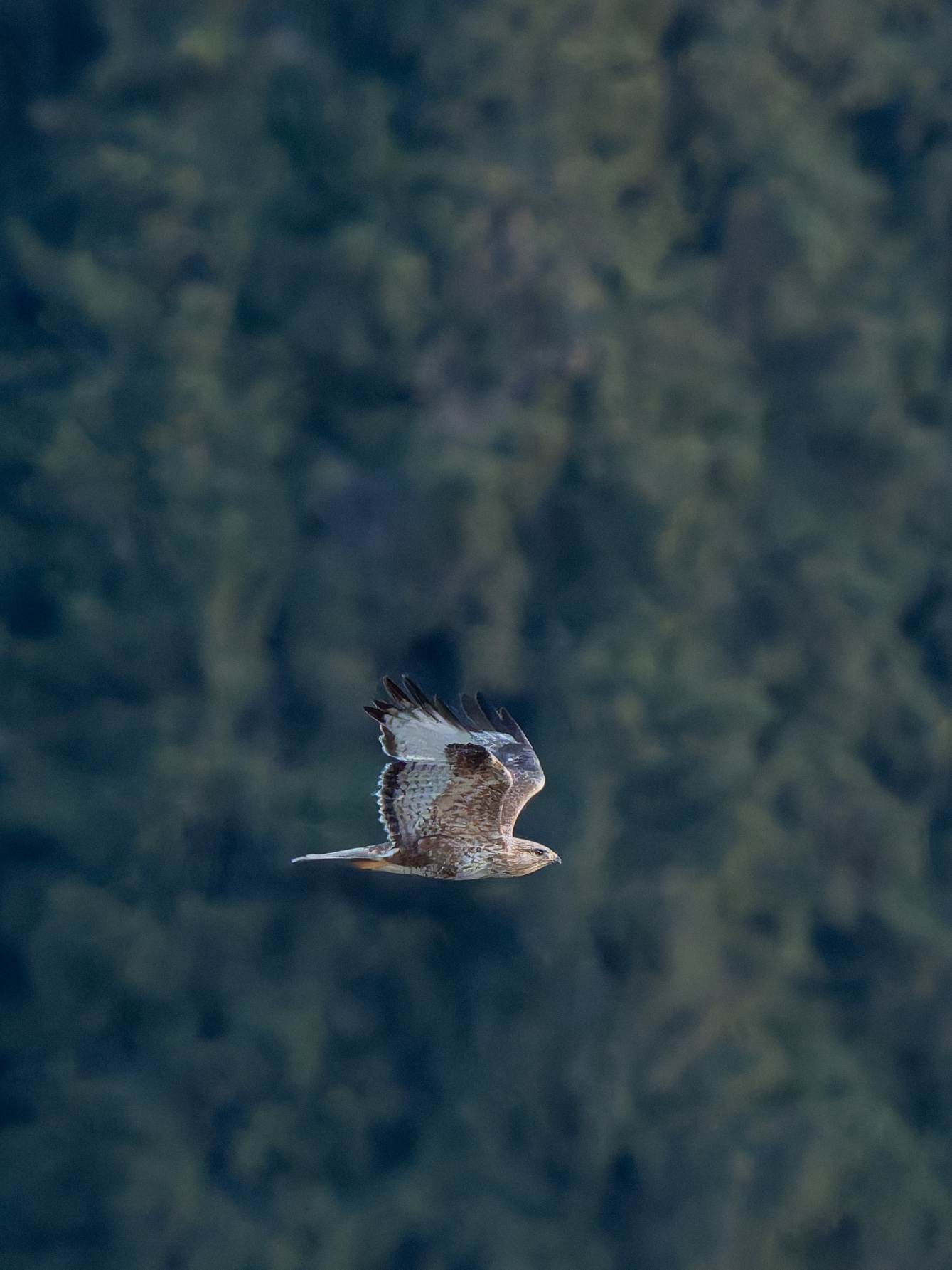 Upland Buzzard (Buteo hemilasius), photo 5