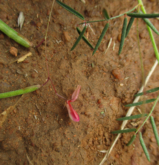 Indigofera filipes image