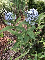 Amsonia tabernaemontana