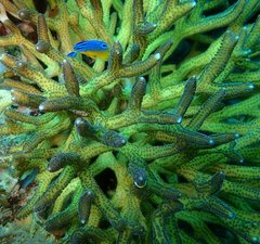 Seriatopora caliendrum