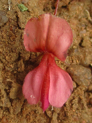 Indigofera filipes image