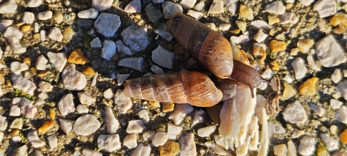 Rumina decollata