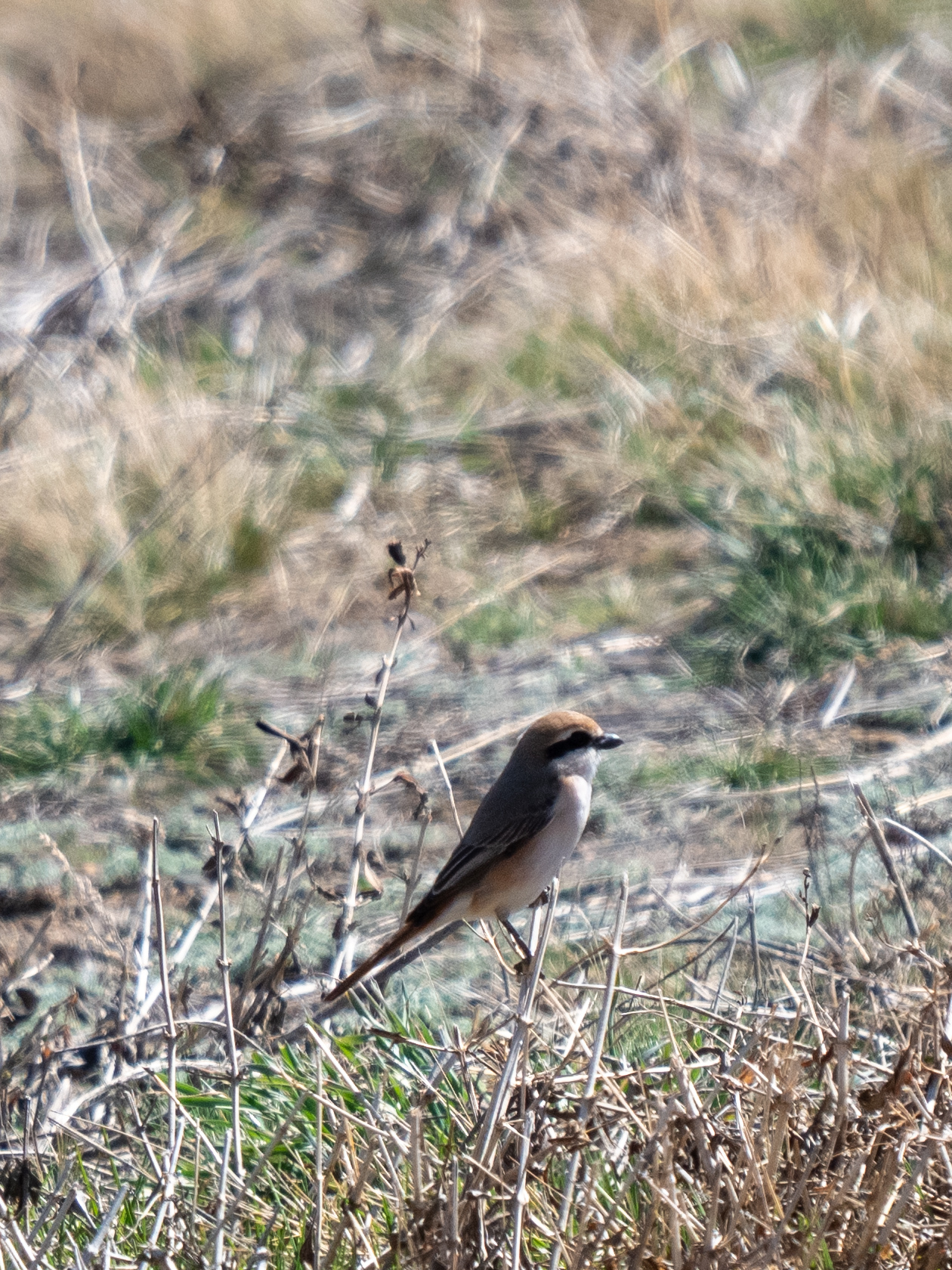 Red-tailed Shrike (Lanius phoenicuroides), photo 3