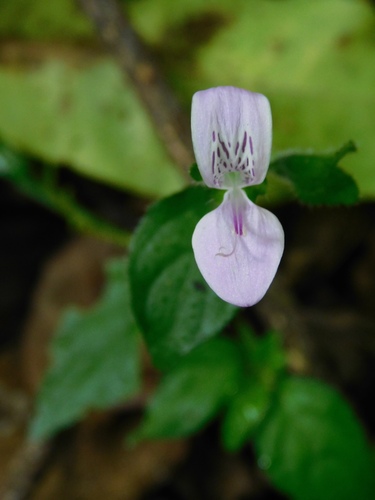 Hypoestes triflora, photograph 3
