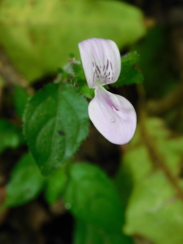 Hypoestes triflora, photograph 4