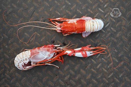 Metanephrops neptunus