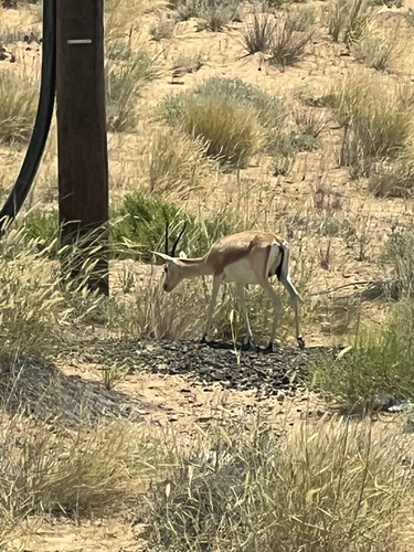 Sand Gazelle