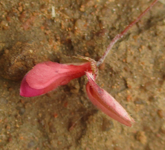 Indigofera filipes image