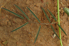 Indigofera filipes image