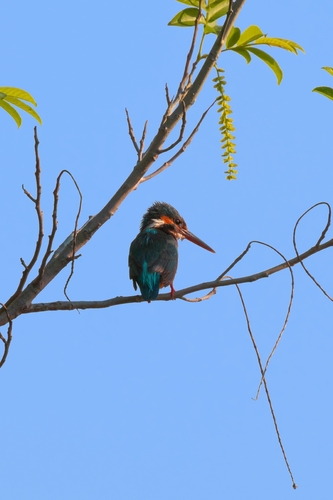 Common Kingfisher