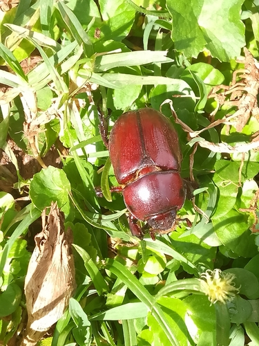 Cyphonistes tuberculifrons