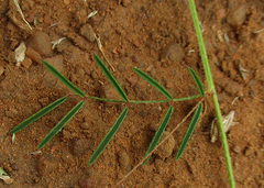 Indigofera filipes image