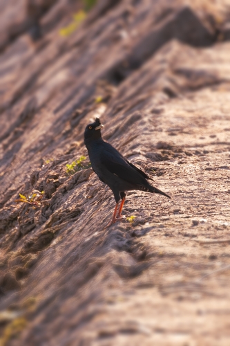 Crested Myna