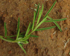 Indigofera filipes image