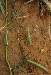 Indigofera filipes image