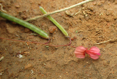 Indigofera filipes image