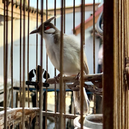 Red-whiskered Bulbul