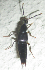 Staphylinoidea