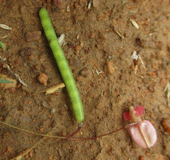 Indigofera filipes image