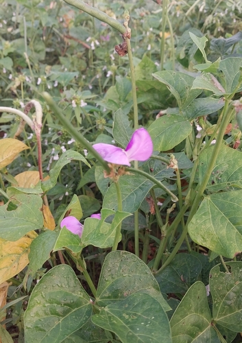 Ein weiteres Foto von Yardlong Bean