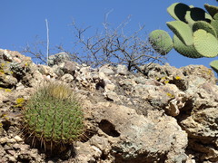 Ferocactus histrix
