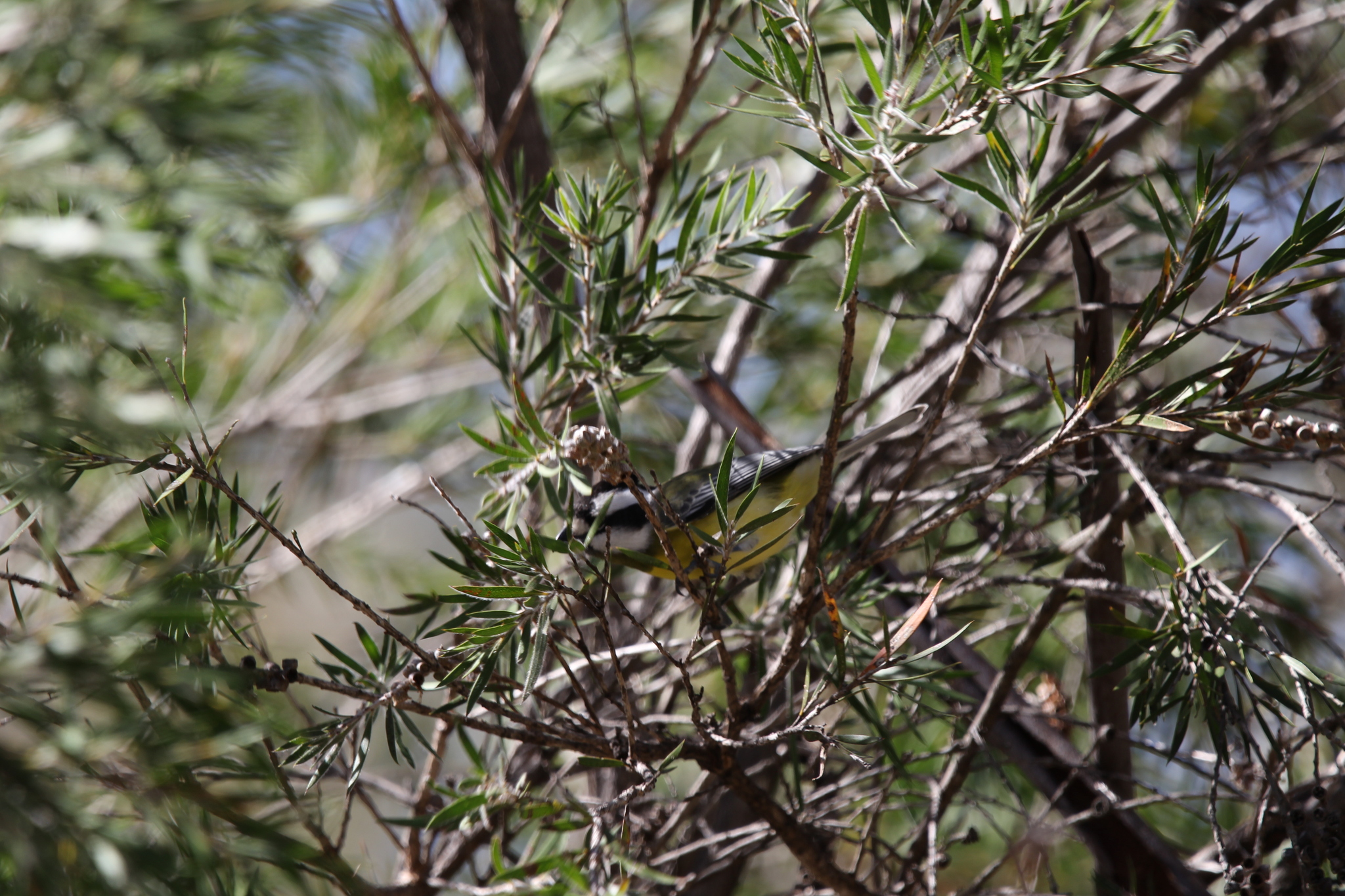 Eastern Shriketit (Falcunculus frontatus), photo 9