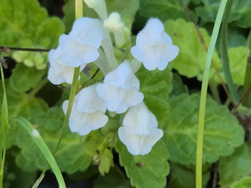 Scutellaria indica, photograph 4